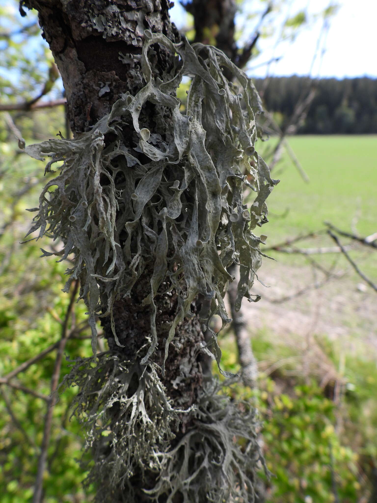 Image of cartilage lichen