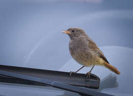 Image of Black Redstart