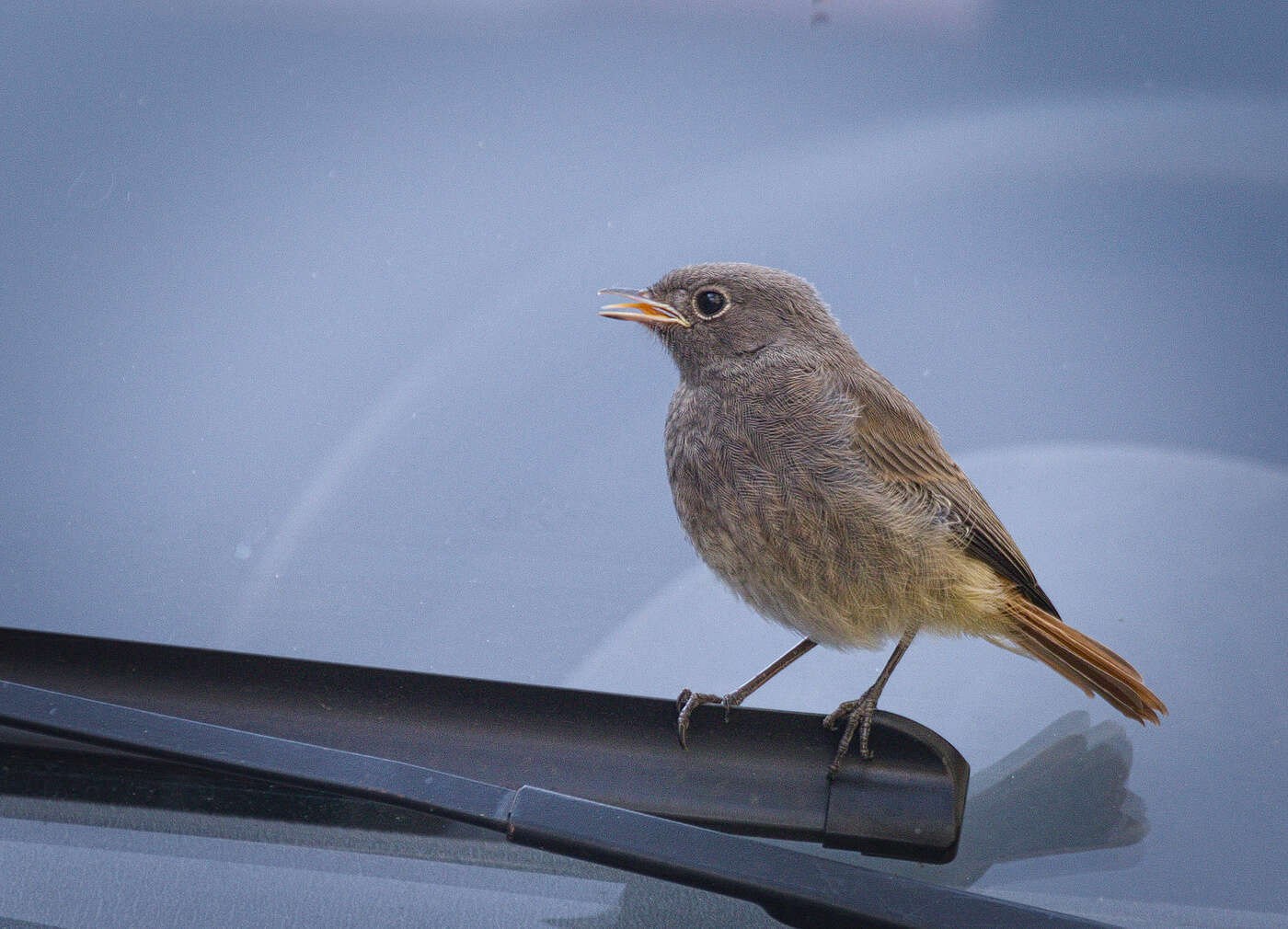 Image of Black Redstart