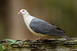 Image of White-headed Pigeon