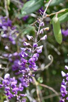 Image of Australian lilac vine