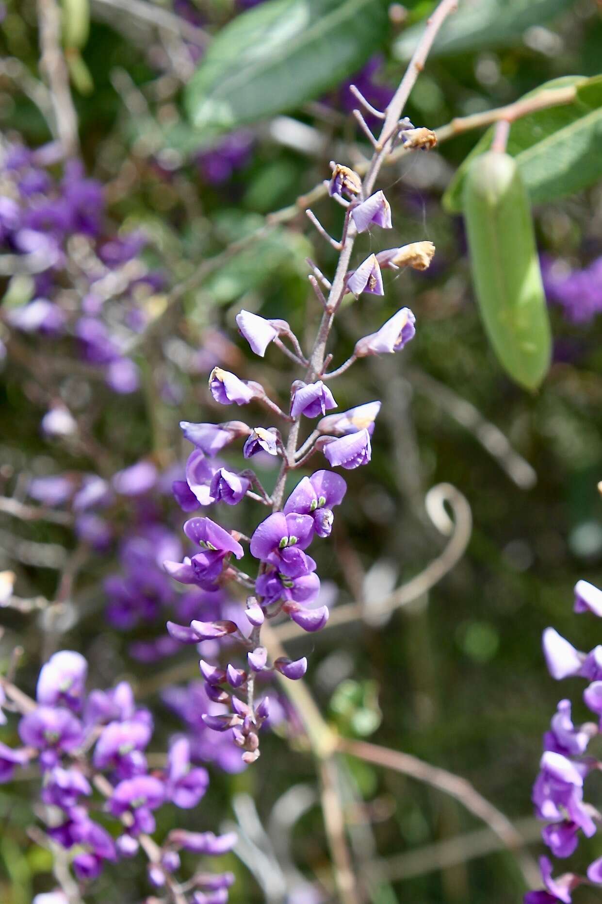 Image of Australian lilac vine