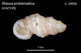 Image of Emblanda emblematica (Hedley 1906)