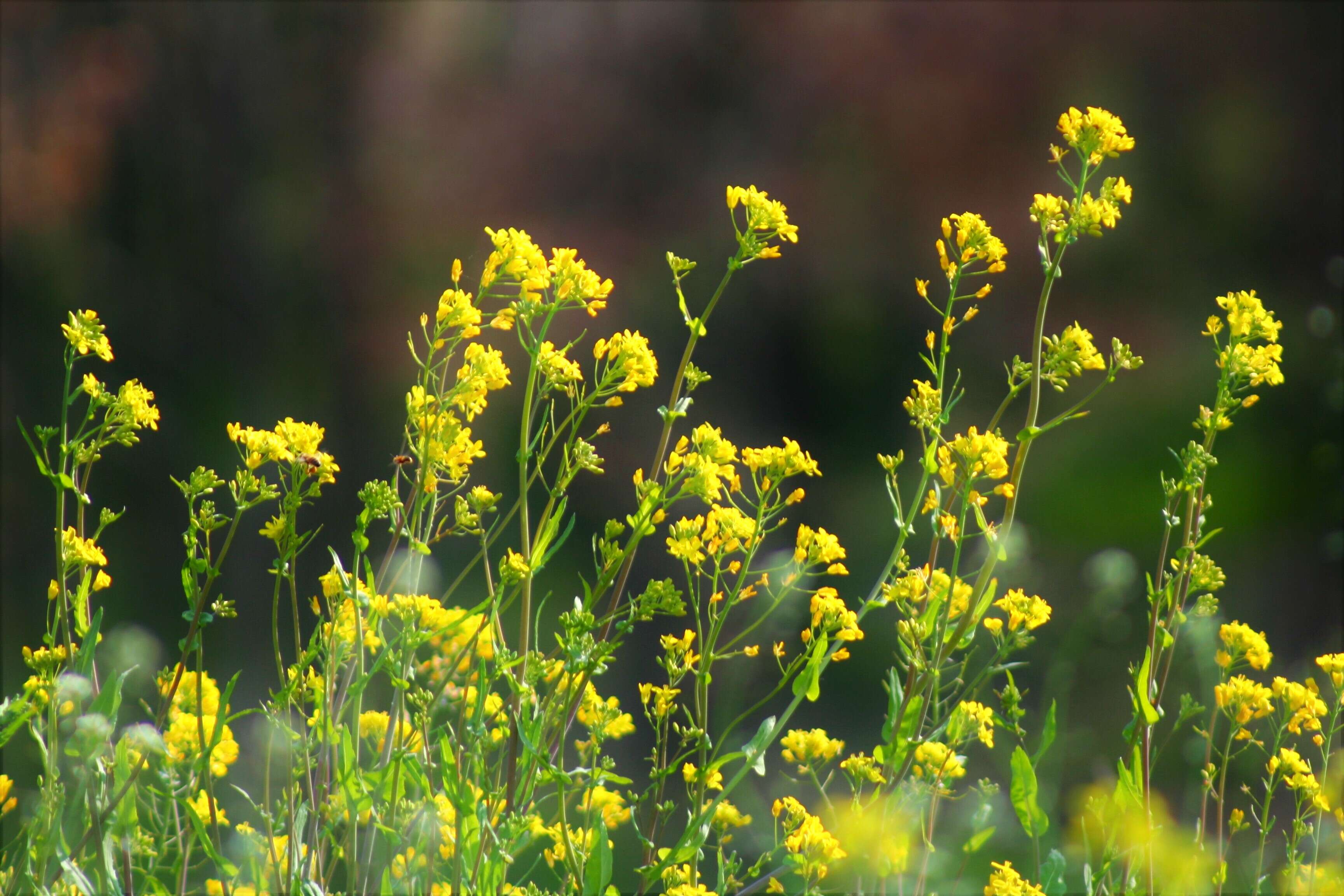 Image of Buckler Mustard