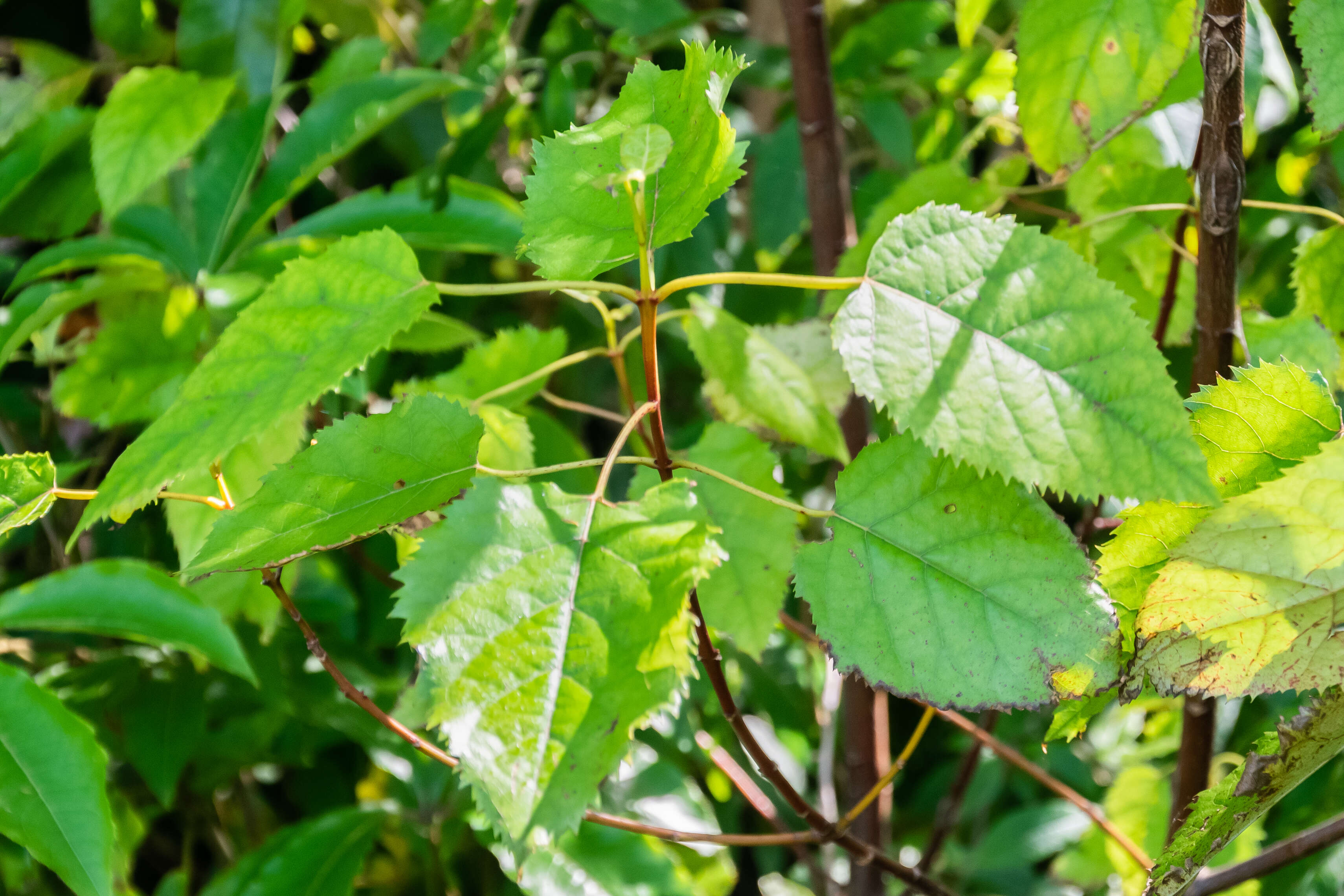 Image of wineberry