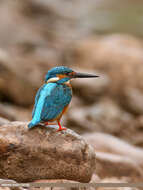 Image of Common Kingfisher