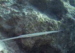 Image of cornetfishes