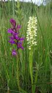 Image of Narrow-leaved marsh-orchid