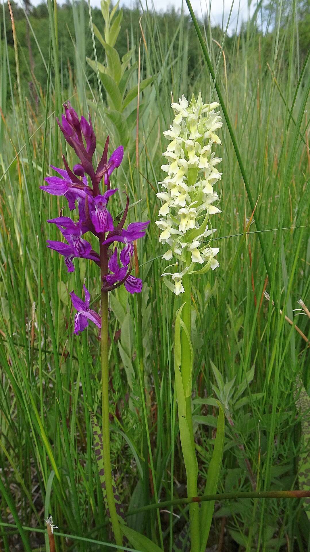 Image of Narrow-leaved marsh-orchid