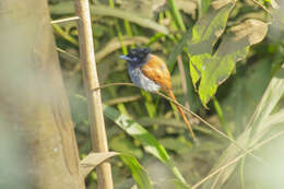 Image of Black-headed Paradise-Flycatcher