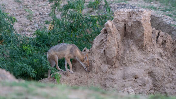 Image of golden jackal