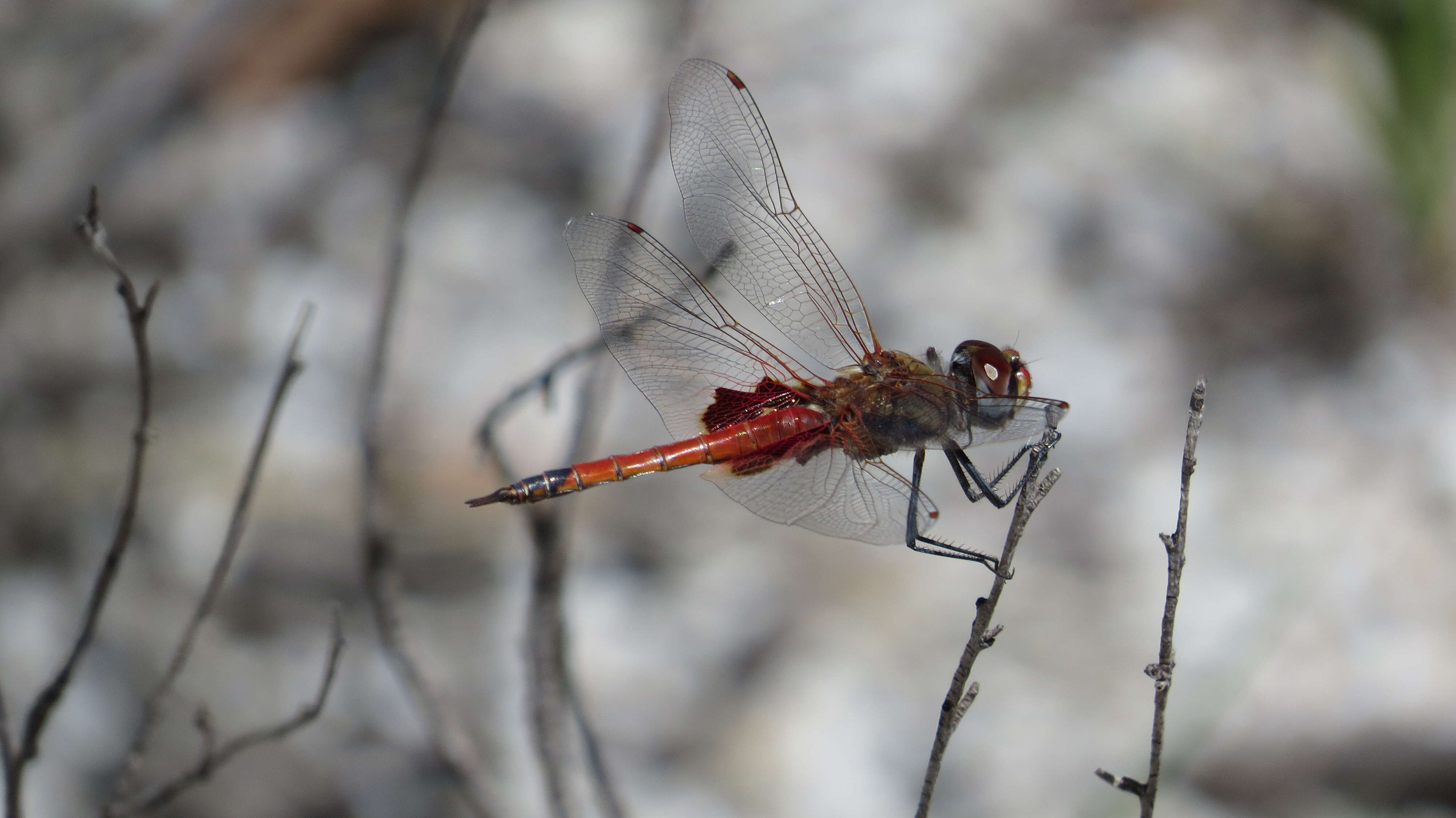 Image of Common Glider