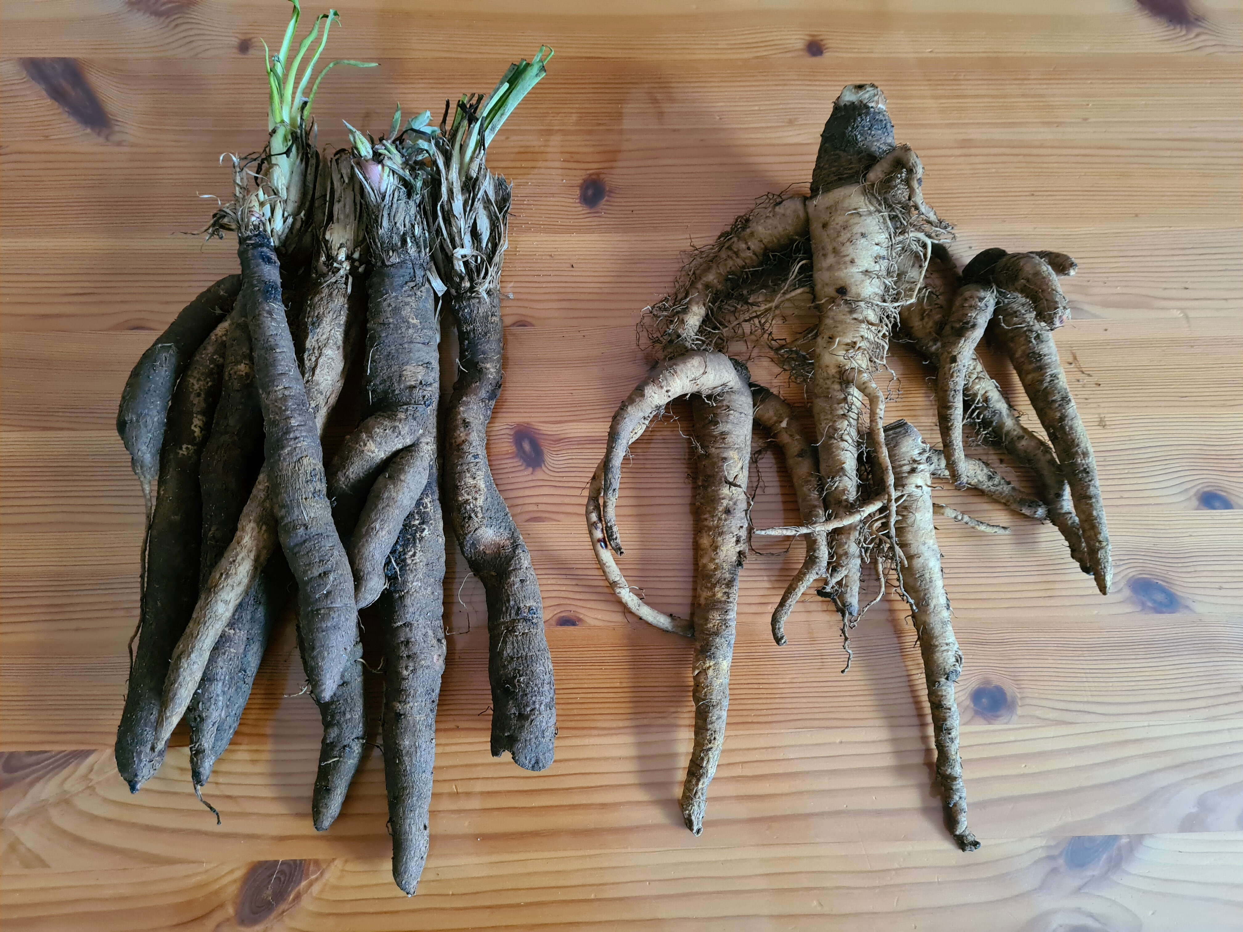 Image of black salsify