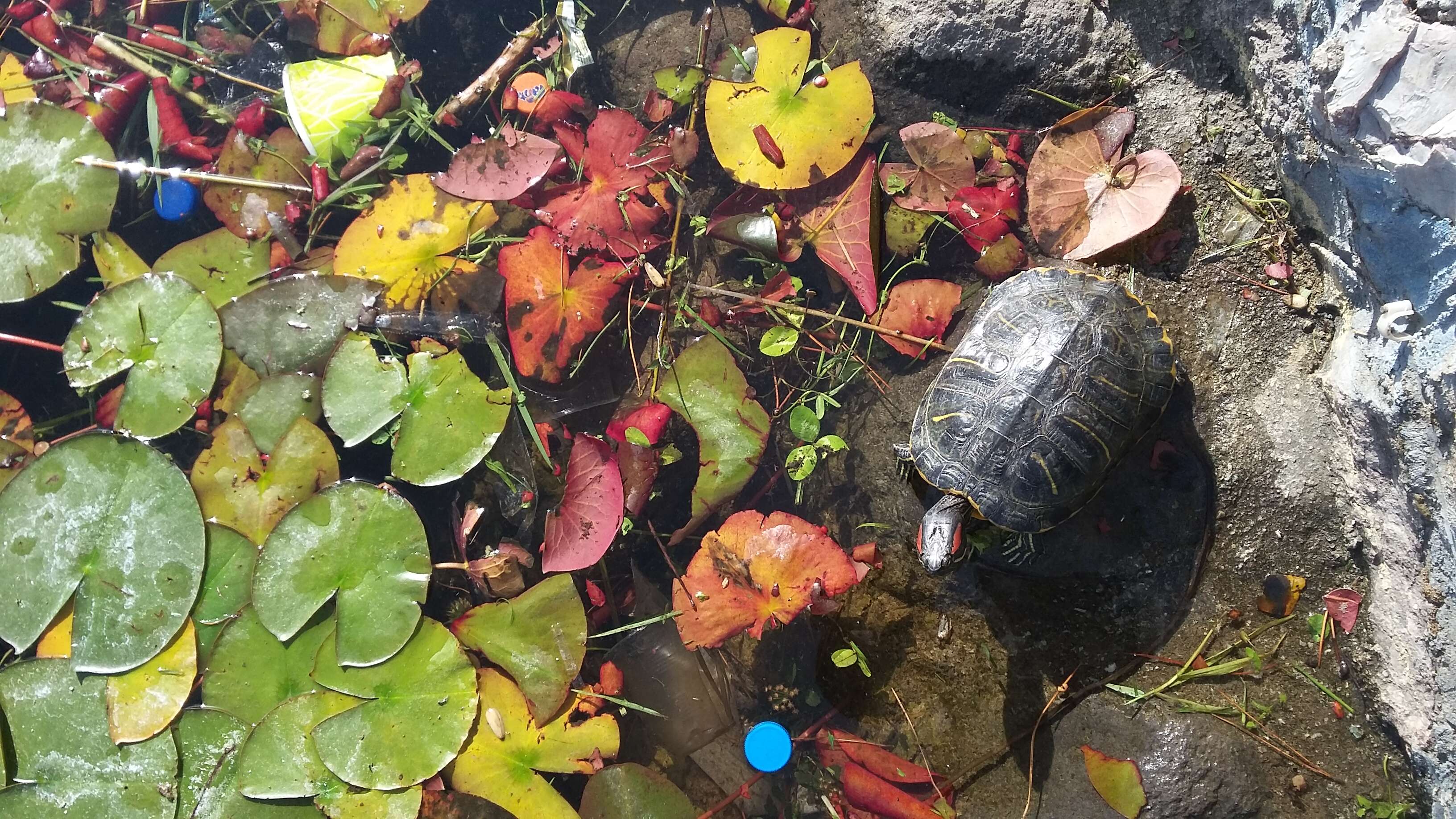 Image of slider turtle, red-eared terrapin, red-eared slider