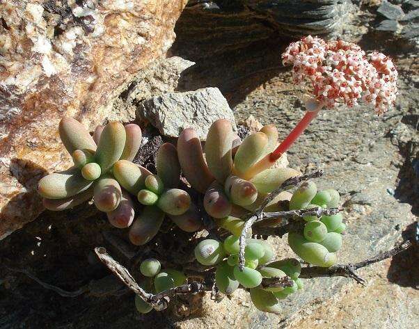 Image of Crassula brevifolia Harv.