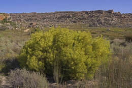 Image of Common Sunshine Conebush