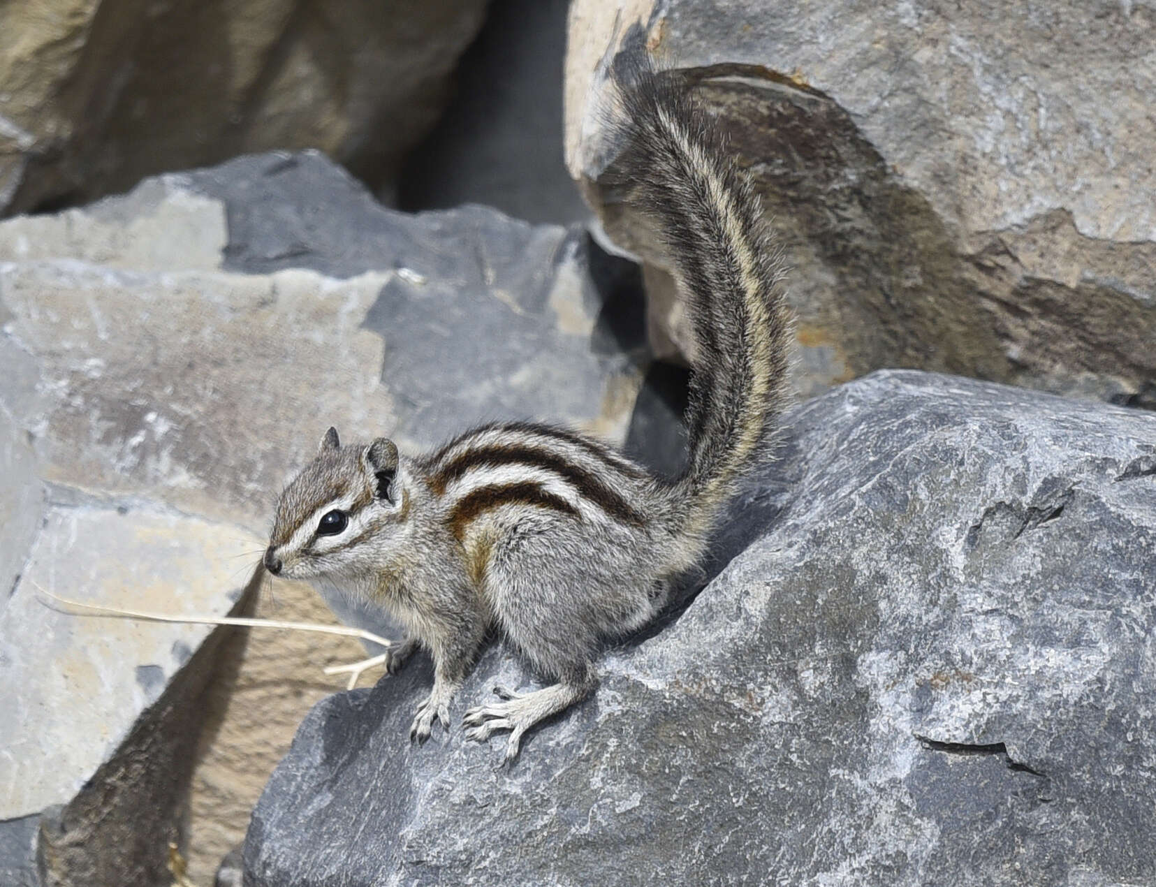 Image of Least Chipmunk