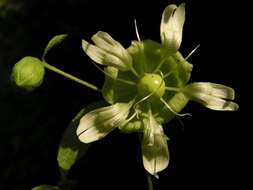 Imagem de Silene baccifera (L.) Roth