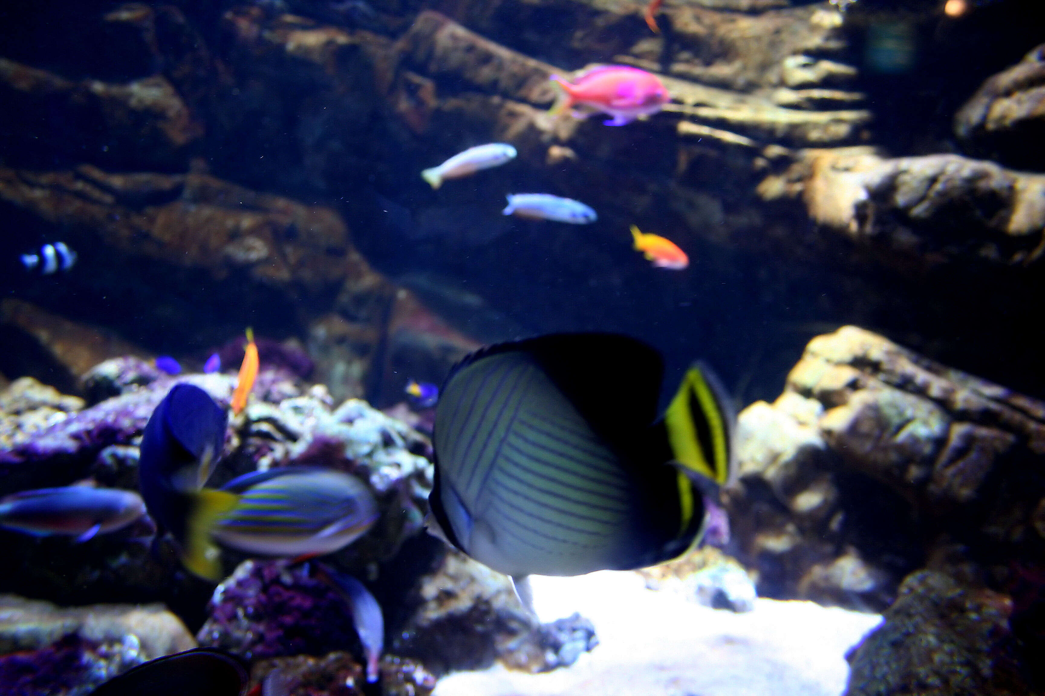 Image of Butterflyfishes