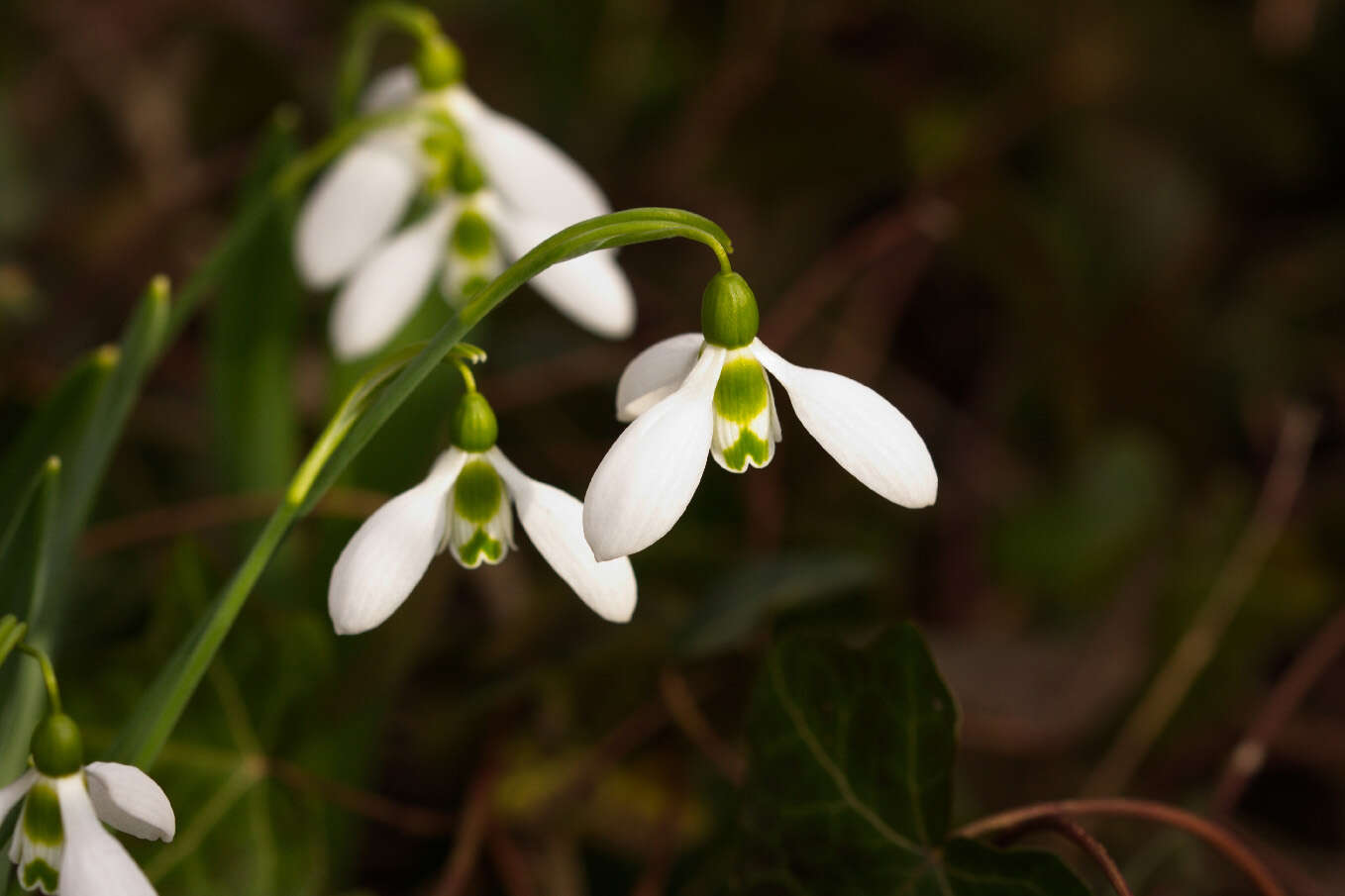 Image of giant snowdrop