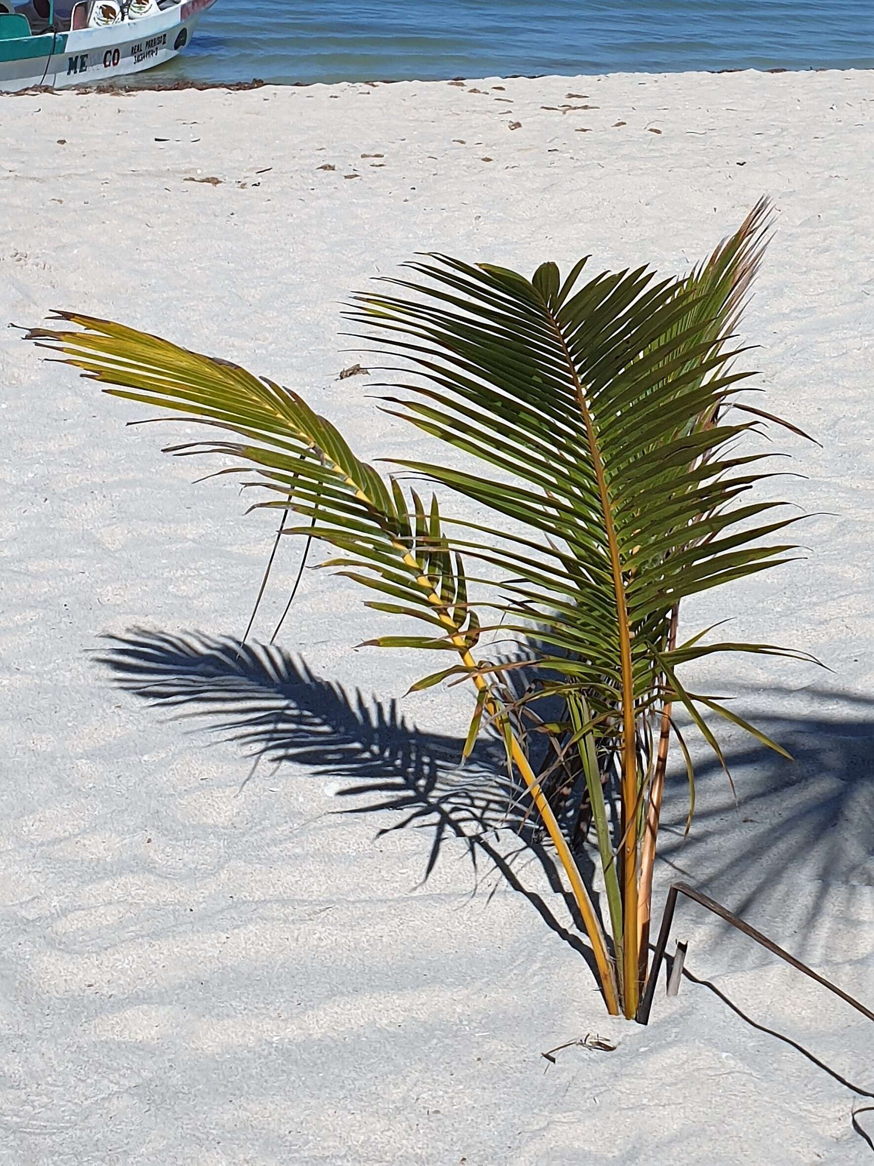 Image of coconut palm