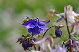 Plancia ëd Aquilegia vulgaris L.