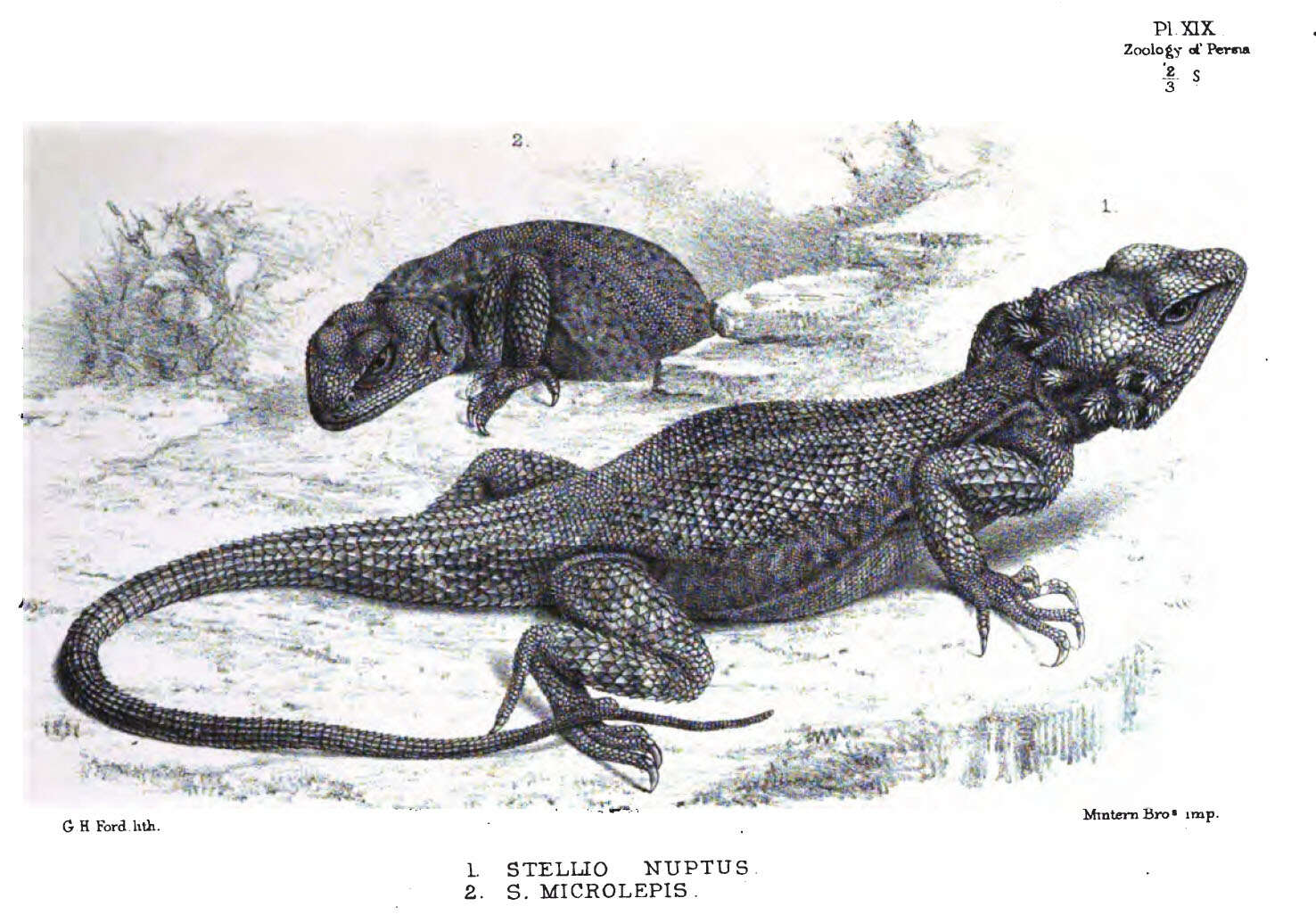 Image de Paralaudakia microlepis (Blanford 1874)