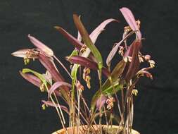 Image of Acianthera auriculata (Lindl.) Pridgeon & M. W. Chase