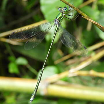 Image of Lestes temporalis Selys 1883