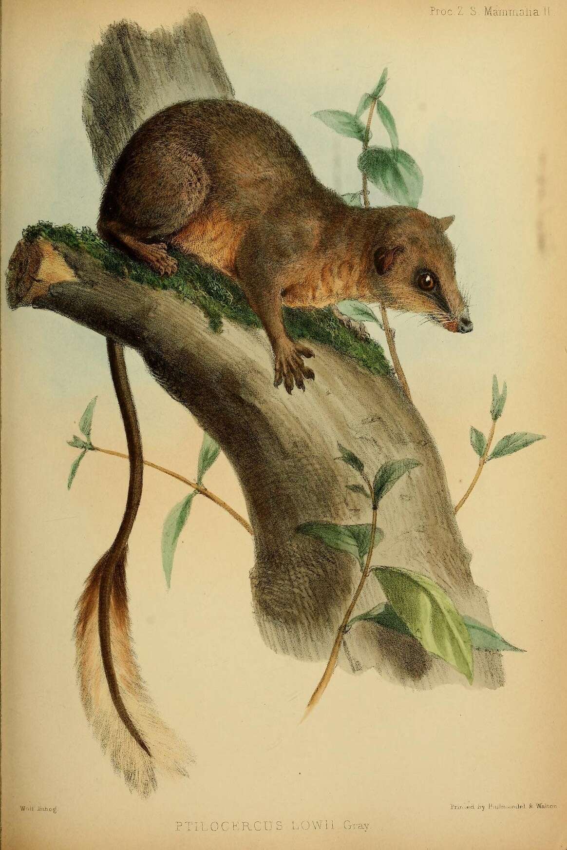 Image of pen-tailed treeshrews