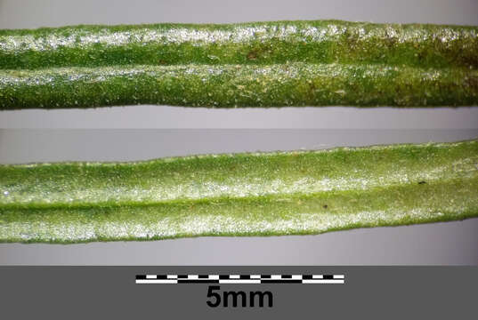 Image of narrowleaf hawksbeard