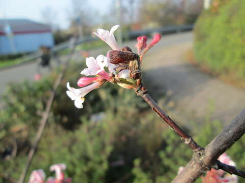 Image of Viburnum × bodnantense