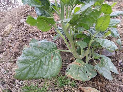 Image of Aztec tobacco