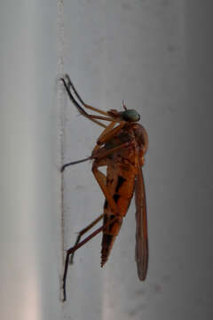 Image of Marsh Snipe fly