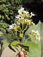 Image of Clerodendrum infortunatum L.