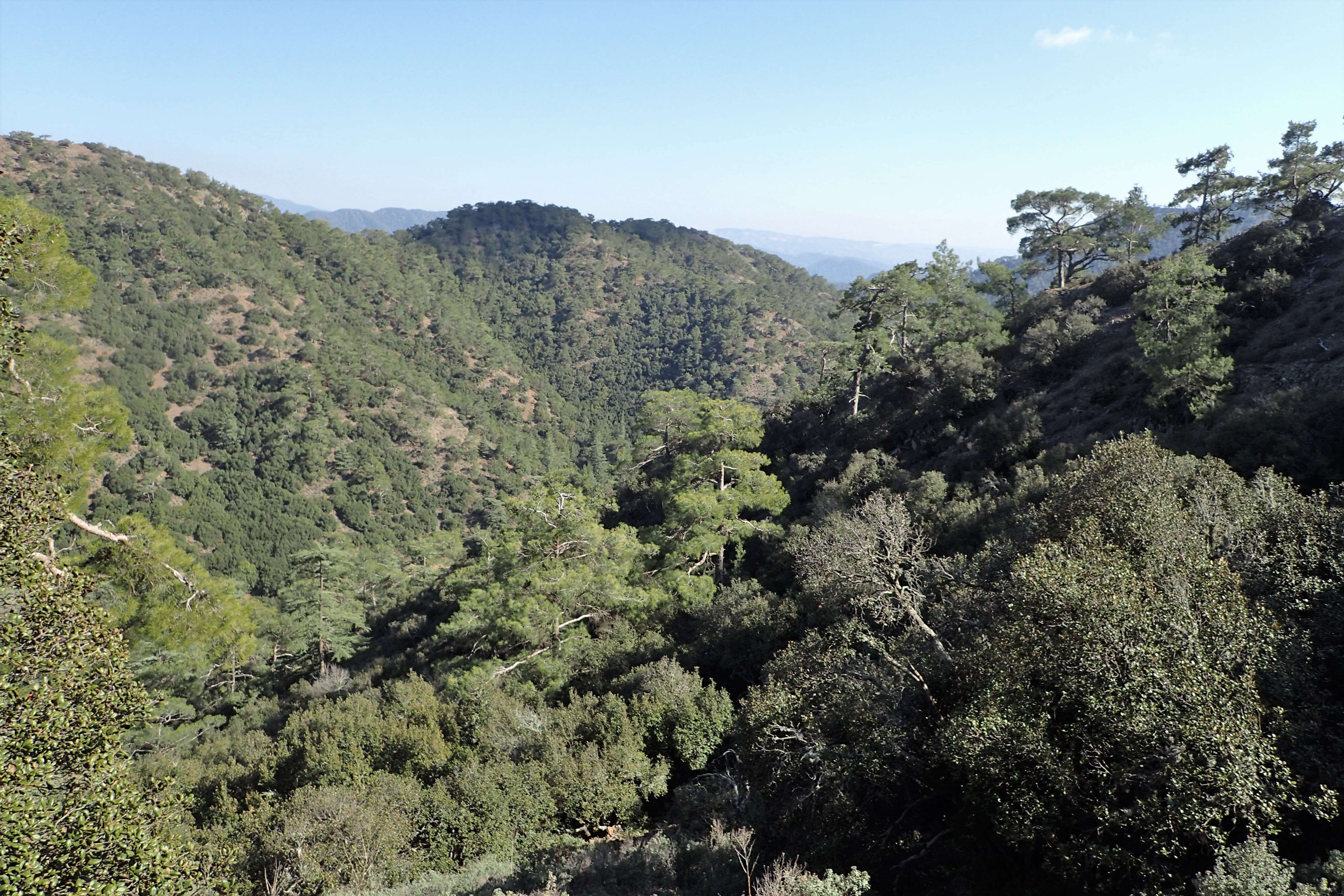 Image of Cyprus Cedar