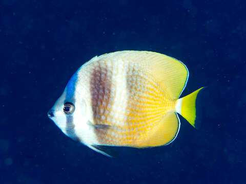 Image of Blacklip Butterflyfish