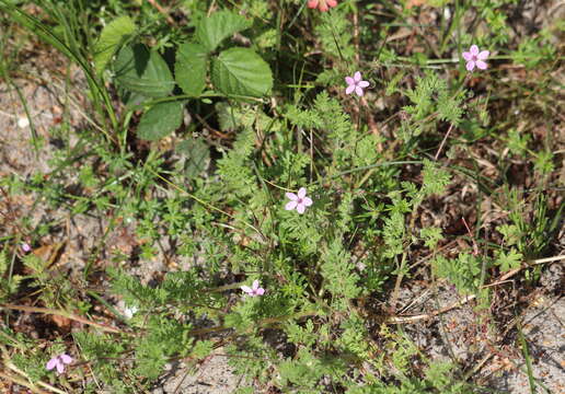 Image of Common Stork's-bill