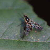 Image of watersnipe flies