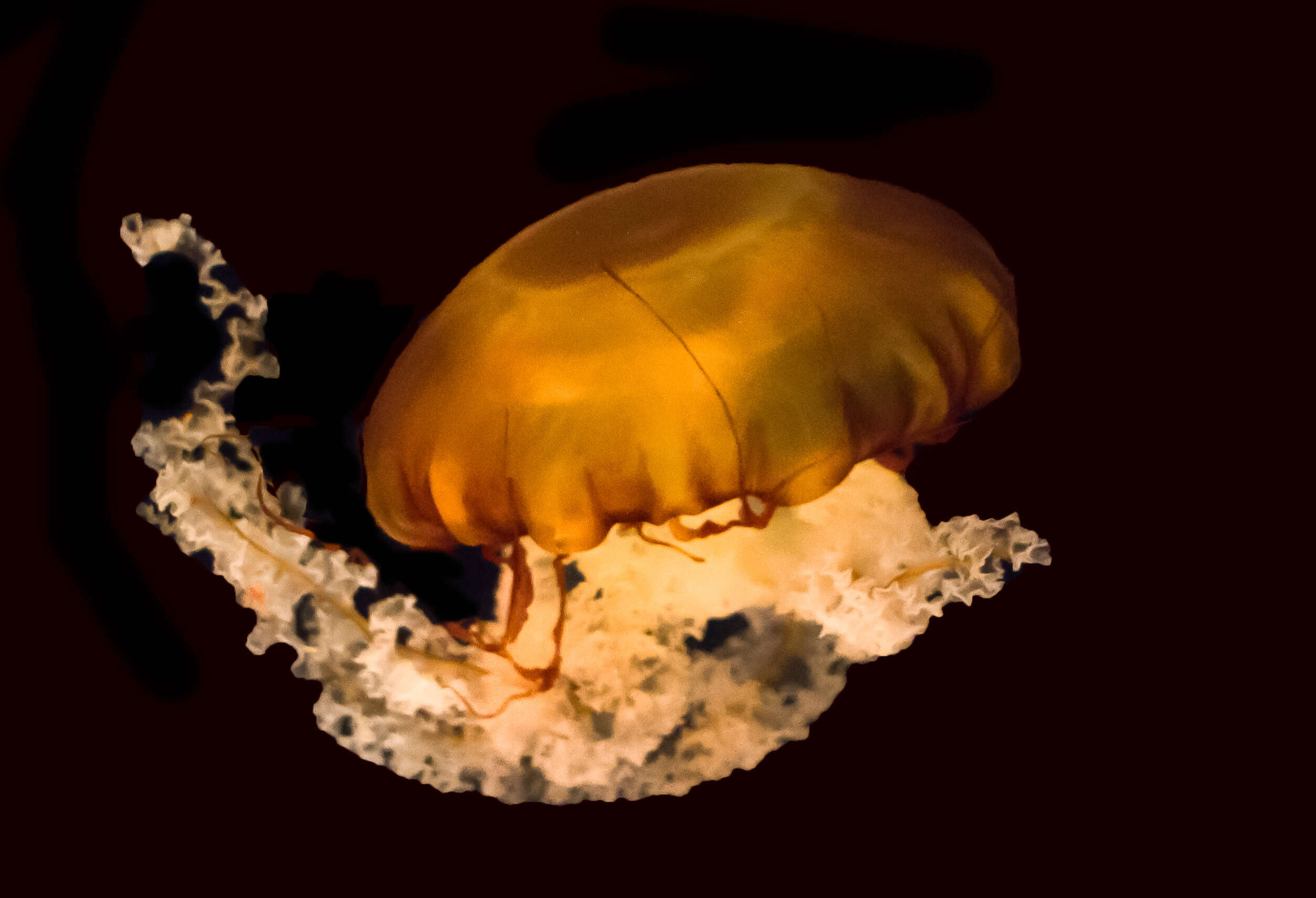 Image of Sea nettle