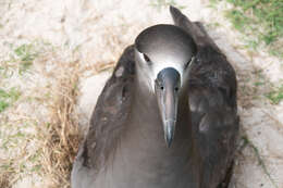 Image of Black-footed Albatross