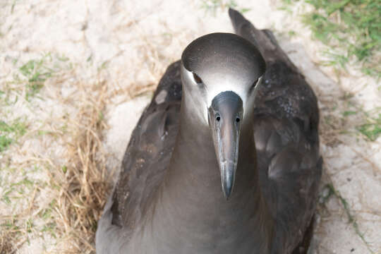 Image of Black-footed Albatross