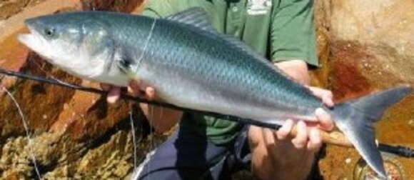 Image of Western Australian salmon