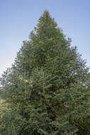 Image of Spanish Fir