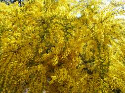 Image of gold-dust acacia