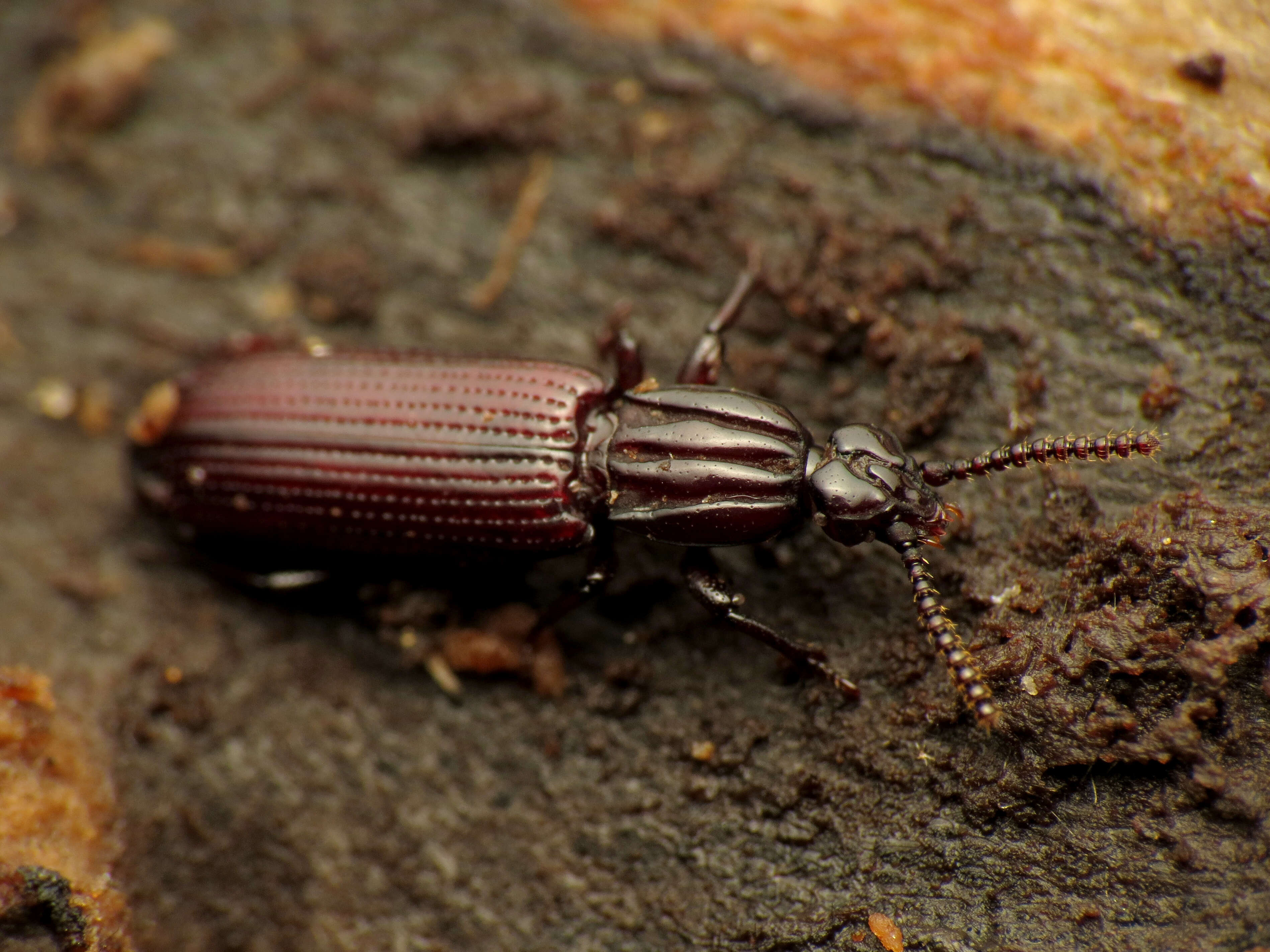 Image of Omoglymmius (Boreoglymmius) americanus (Laporte 1836)