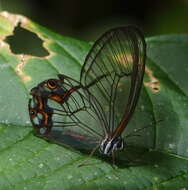 Image of Pseudohaetera hypaesia Hewitson 1854