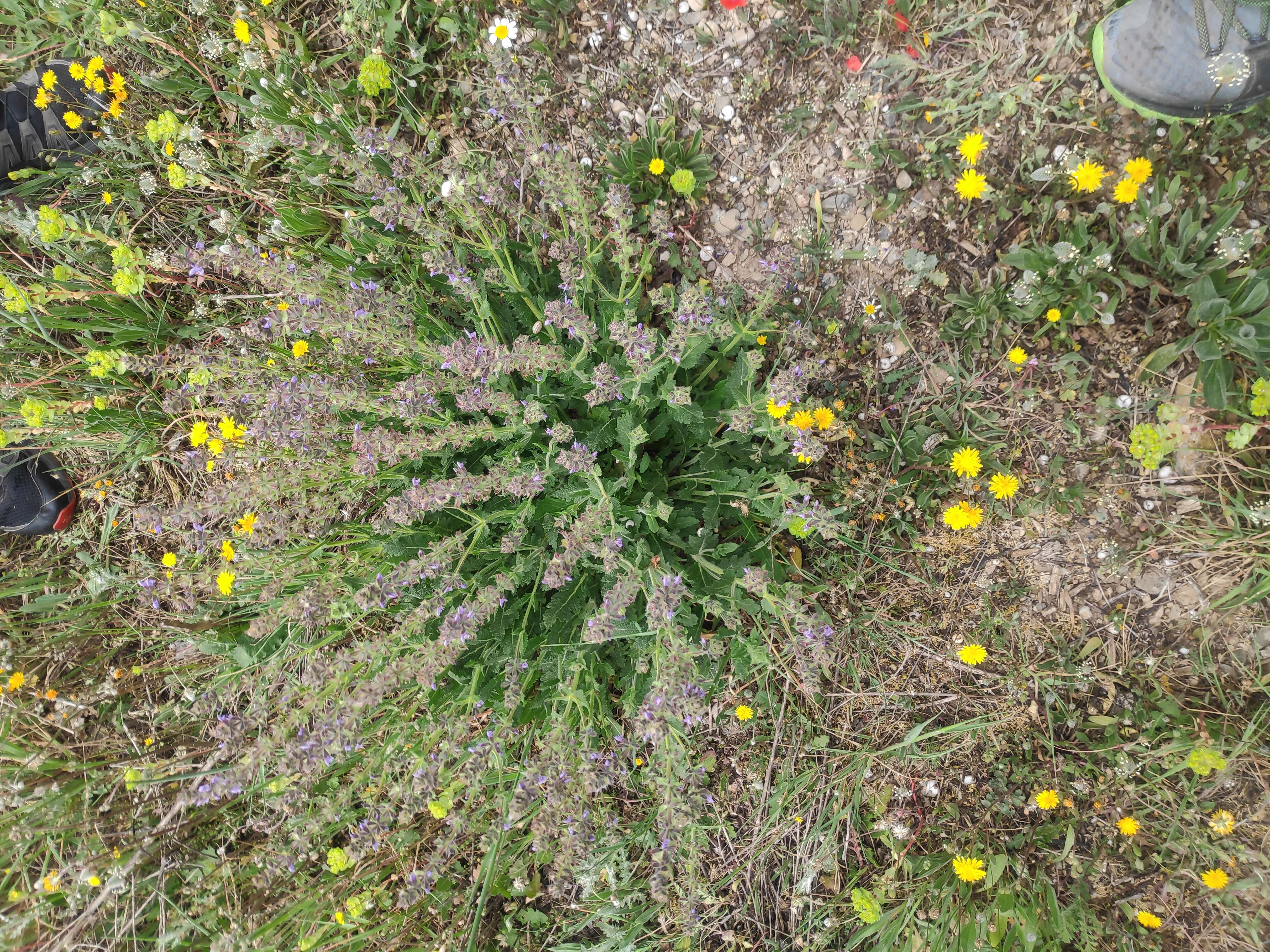 Image of verbena sage