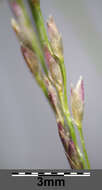 Image of Indian lovegrass