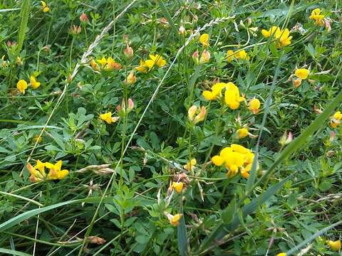 Image of Common Bird's-foot-trefoil